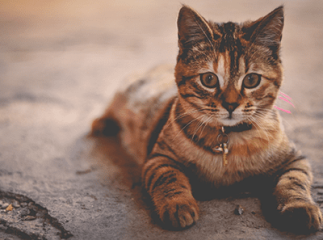 chat diarrhée